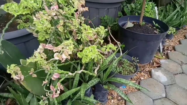Manfaat Tanaman Hias Lidah Mertua  Ternyata Sangat Baik Untuk Ditanam diRumah Atau Kantor! berkebun