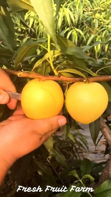 Amazing Fresh Fruit Farm | Relaxing 1377 #shorts #fruit смотреть онлайн