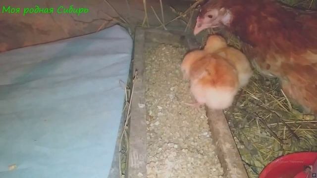 Облигатное научение