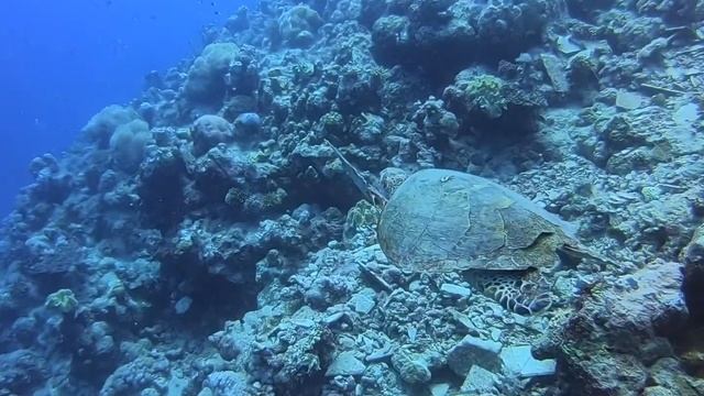 La Plage, Jeddah, Red sea, 14/08/2019 смотреть онлайн