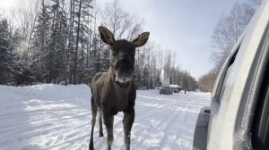 Лесной «Автостоп»: лось Яша перегородил дорогу и выпросил угощение с лопаты!
