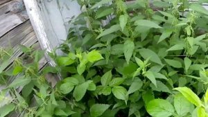 Заброшенная деревня, непролазная крапива, первый заброшенный дом.