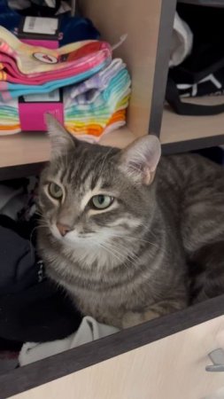 Котя 🐱