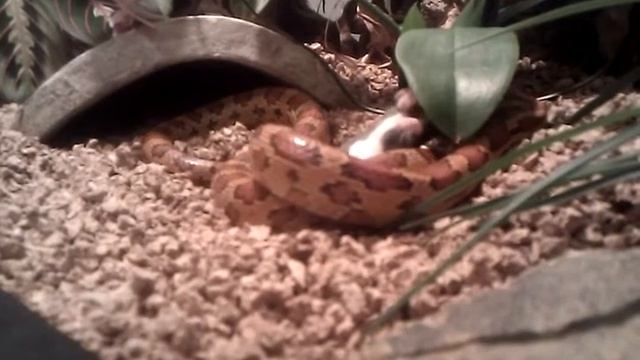 Kornnatter Fütterung / Cornsnake Feeding - Pantherophis guttatus смотреть онлайн