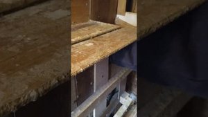 Голуби пискуны 2 недели