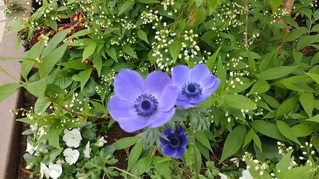 Замок Бланкенбург, Гарц (Blankenburg,Harz). Апрель 2024 смотреть онлайн