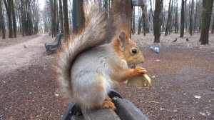 Дал Копии Копии грибочек