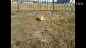 Люди живодёры !!! Убили собаку