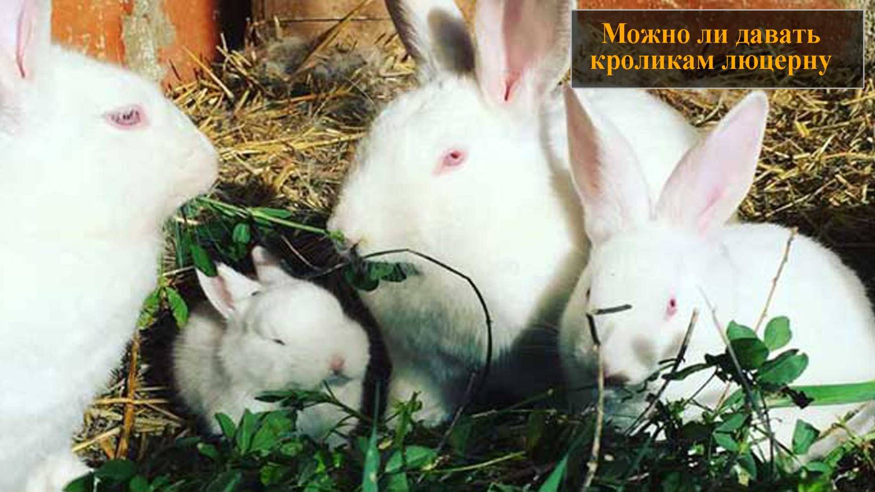 Можно ли давать кроликам люцерну смотреть онлайн