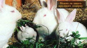 Можно ли давать кроликам люцерну
