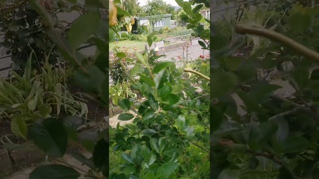 Масло Ним. Neem Öl. Neem Oil. Средство от тли, паутинного клеща и других вредителей.