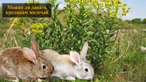 Можно ли давать кроликам молочай