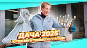 13 марта ДАЧА | Как перезимовали и что делать дальше? ГОРТЕНЗИИ | ДИХОНДРУ НА ТРИ ЧАСТИ | СЕЮ ЗЕЛЕНЬ