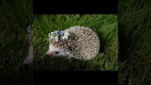 друзья наши  меньшие