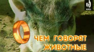 О чем говорят животные