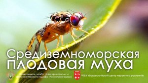 Средиземноморская плодовая муха