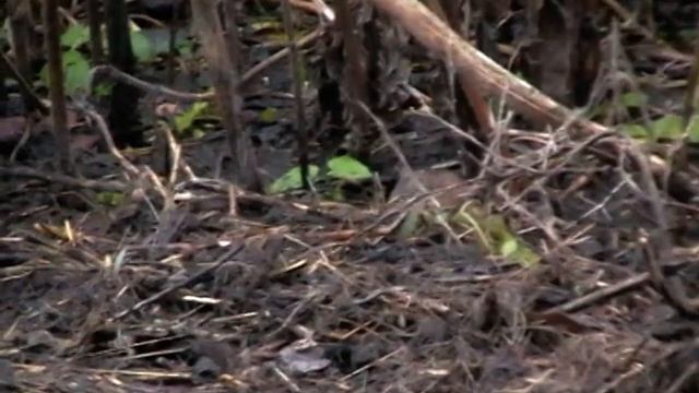 Streifenmaus (Birkenmaus ) смотреть онлайн