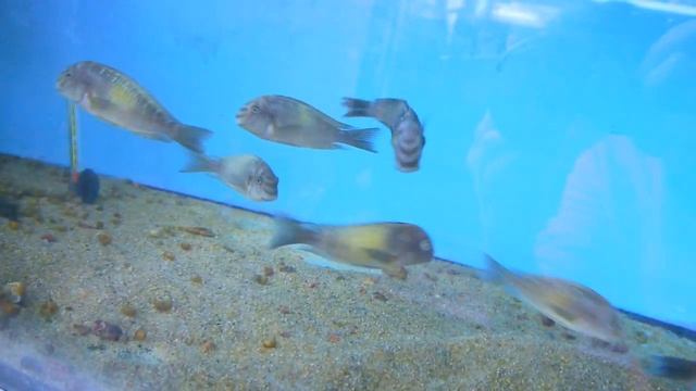 Tropheus moorii Kapampa limespot WC смотреть онлайн