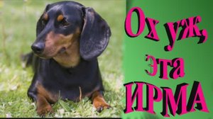 Счастливая жизнь таксы Ирмы. Рассказ