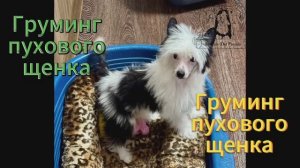 Груминг пухового щенка Китайской хохлатой