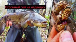 Уникальный рецепт каши на карпа и ловим сома с берега на медведку.