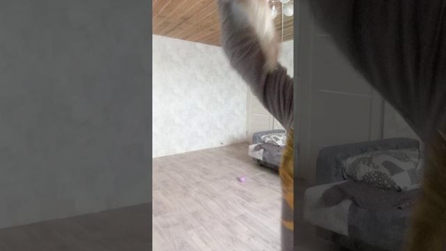 я здеськой моей собакой