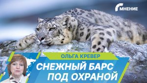 Как в России сохраняют популяцию снежного барса?
