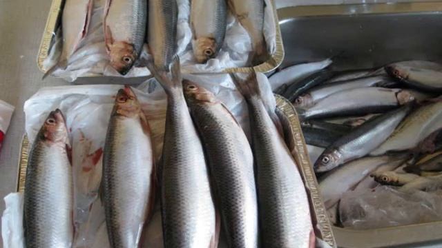 Sild er godt - hele året смотреть онлайн