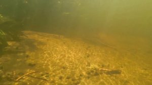 Подводная охота на голавля.