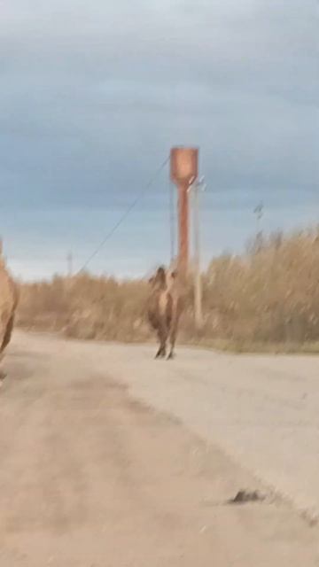 еду домой смотреть онлайн