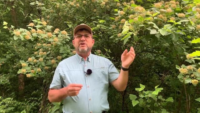 Tree ID Clip: common ninebark смотреть онлайн