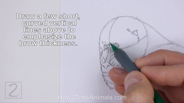 How to Draw a Mandrill смотреть онлайн