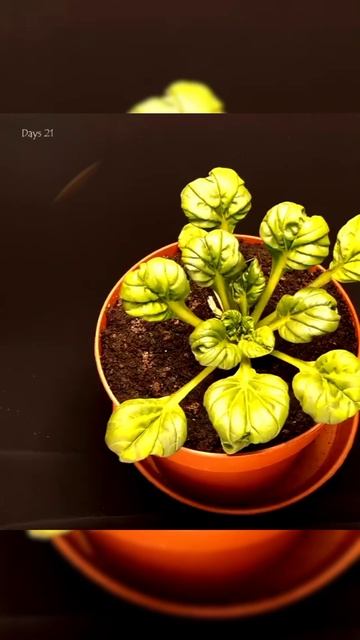 Lentils Tree - Time Lapse #timelapse #tree #nature смотреть онлайн