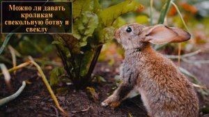 Можно ли давать свекольную ботву кроликам