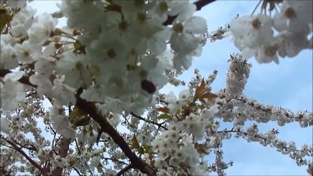 Osmia cornuta - cerisier/cherry & prunier/plum смотреть онлайн