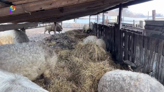 Венгерская мангалица