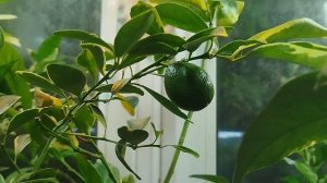 Прогулка по цитрусовому балкону. Освещение: длительность, количество и качество света.