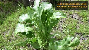 Как правильно выращивать хрен на даче   посадка и уход