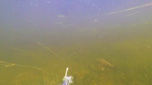 Подводная Охота. Охота на Крупного Сазана. Нижняя Волга