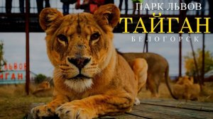 ВСЕ ЖИВОТНЫЕ ТАЙГАНА. ПАРК ЛЬВОВ ТАЙГАН. БЕЛОГОРСК
