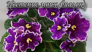 Цветение моих фиалок! Новинки и не только) 14.03.2025г.