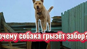 Я в шоке!!!Собака съела забор.Почему собака грызёт дерево ?