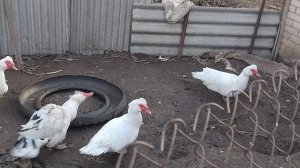 Мускусная ути