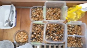 Апельсин и тыква || Попугайчики не хотят кушать