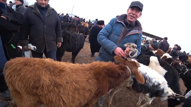 Голланд Моллар Хавас Килади Бу Бозорни Каранг!