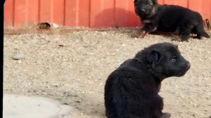 Н-щенки гуляют по двору. Щенки немецкой овчарки 27 дней