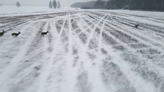 Погоня за косулями. смотреть онлайн