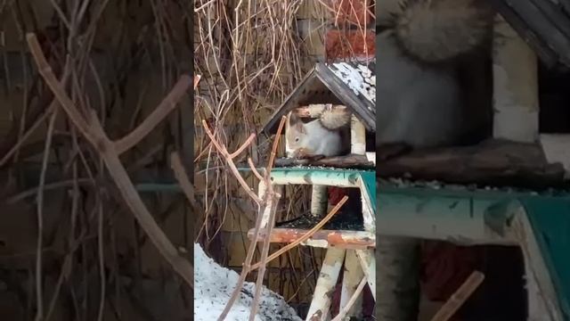 Окно в мир природы