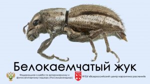 Белокаемчатый жук