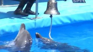 Дельфинарий Немо в Алуште